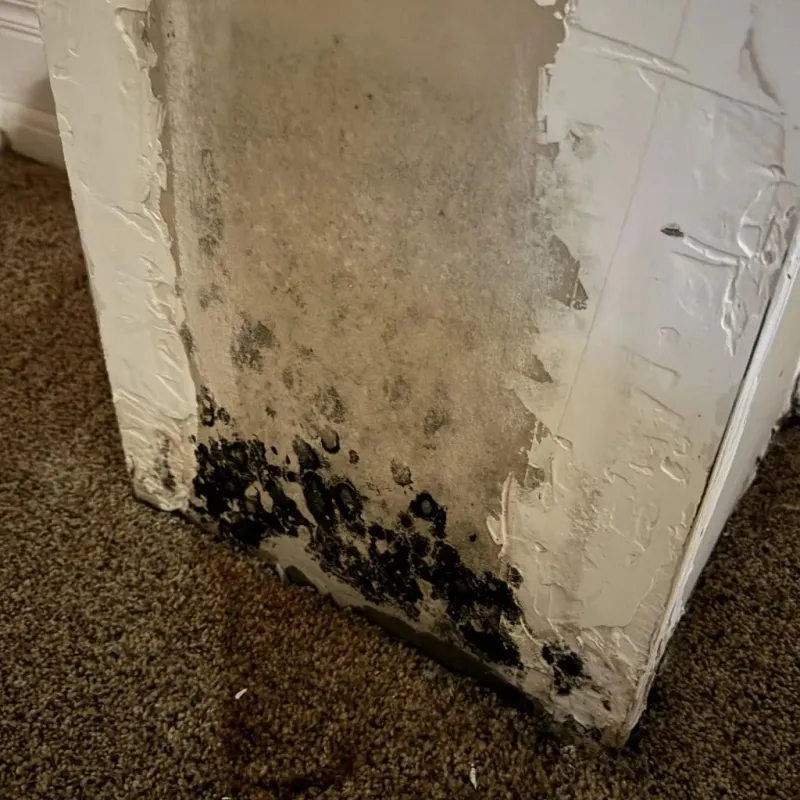 Professional Mold Removal in Lucedale, MS